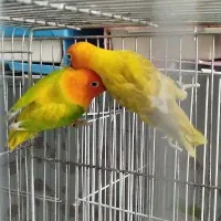 کوتوله جفت وتعدادی قفس نو