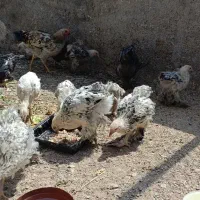 نوچه برهما و رسمی