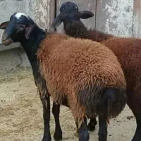 قصاب خانگی سلاخ
