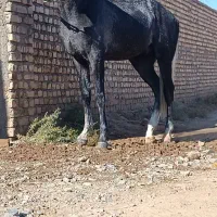 اسب|اسب و تجهیزات اسب‌سواری|کاشمر, |دیوار