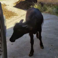 جریح