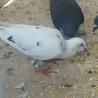 پرنده