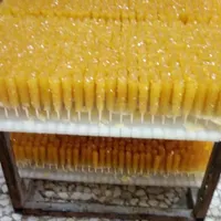 نبات شاخه و نی دار