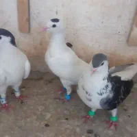 کفتر صید پرشی