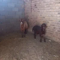 میش وبره