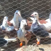 ۱۰ عدد کویتی ، سبز ،سوسکی بی بوم