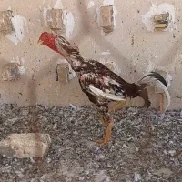 خروس لاری جوان