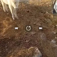 کره خر  ماده