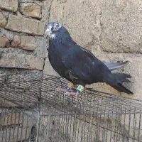 کبوتر پر