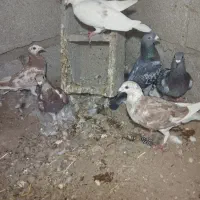 ۶عدد پلاکی هر