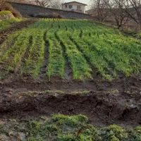 زمین،باغ|فروش زمین و ملک کلنگی|هشتگرد, خور|دیوار