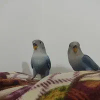 جوجه کوتوله برزیلی