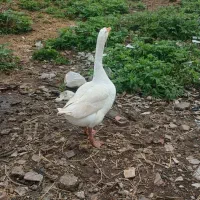 غازنردورگ