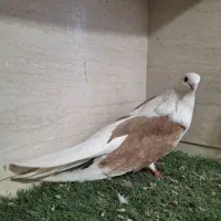جفت تهرانی دوکت زرد و سبز در بندر دیلم