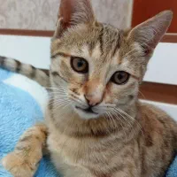 واگذاری رایگان گربه