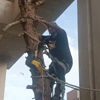 برشکاری و قطع درخت با اره موتوری
