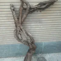 درخت خشگ تزینی