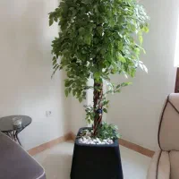 درختچه بنجامین