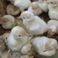 بوقلمون برنز پنج روزه و بیوتی گوشتی