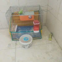 مرغ عشق