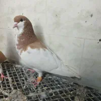 دو عدد نر|پرنده|خرمشهر, |دیوار