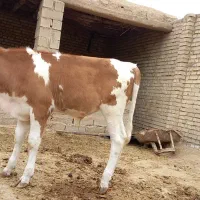 گوساله گاو المانی درجه یک