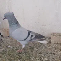 پرنده