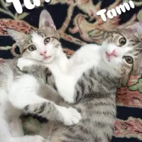 واگذاری گربه نر