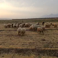 75عدد بره آماده پروار 60تا65کیلو