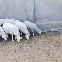 6راس میش رومن فرانسه با یک قوچ
