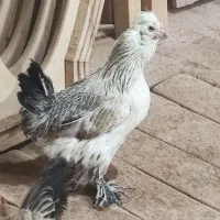 مرغ و خروس گلین