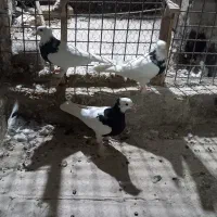 کبوتر طوقی