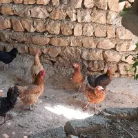 مرغ|حیوانات مزرعه|کوهدشت, |دیوار