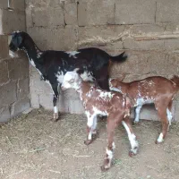 کهره  نقشی جمولی با بچه نر ماده