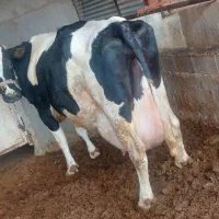 گاو سوپر شیر