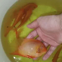 ماهی سورم