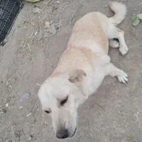 سگ پا کوتاه