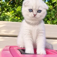 گربه اسکاتیش صورت گرد
