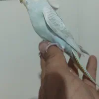 جوجه مرغ عشق