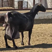 بز شیری مورسیا