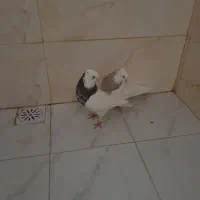 طوقی|پرنده|بوشهر, |دیوار