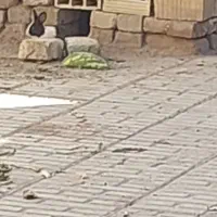 بچه خرگوش خوشگل