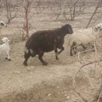 میش همو کوهبنان