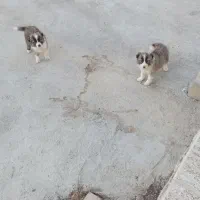 سگ قدرجورنی