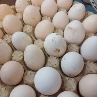 تخم گلین و غاز