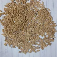 گندم ابی و دیمی