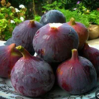 انجیر تازه چین دست چین