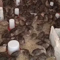 بلدرچین نر