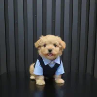 توله سگ مالتی پو