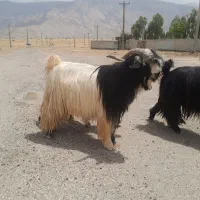 بهده